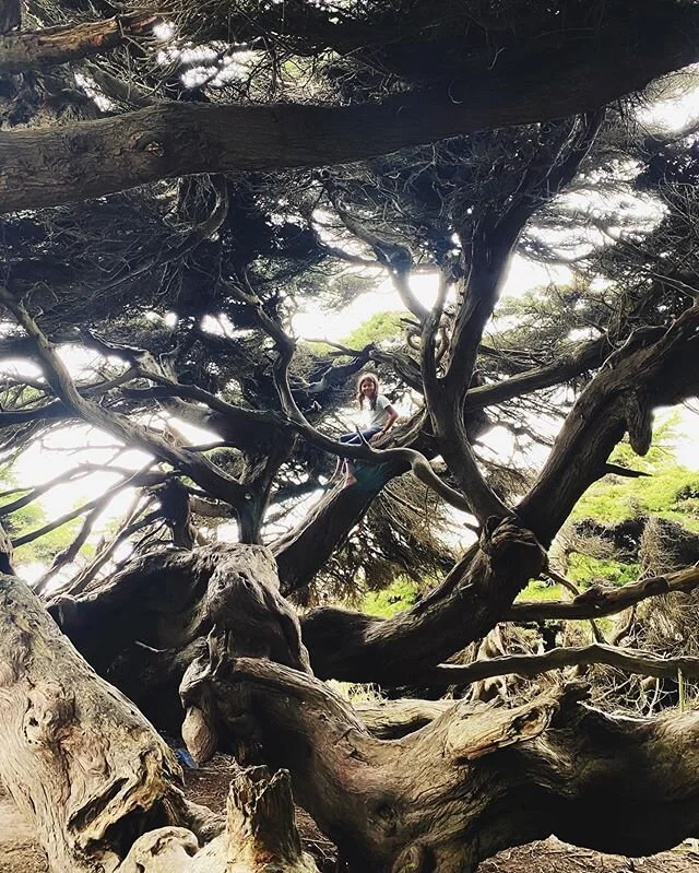 Masked up and drove to the coast. Found some awesome trees for the kids to climb. Almost felt like life pre-covid.