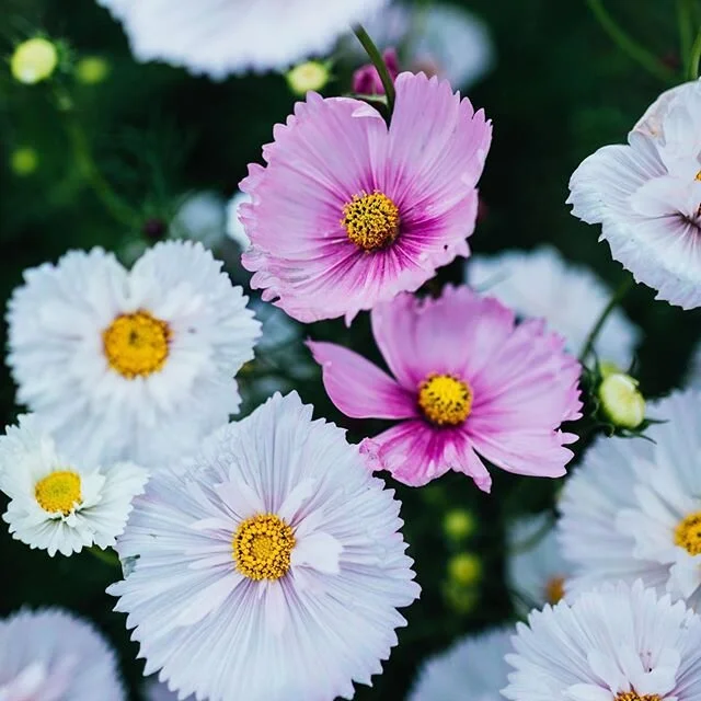 If I was a fairy, I&rsquo;d live in our cosmos.