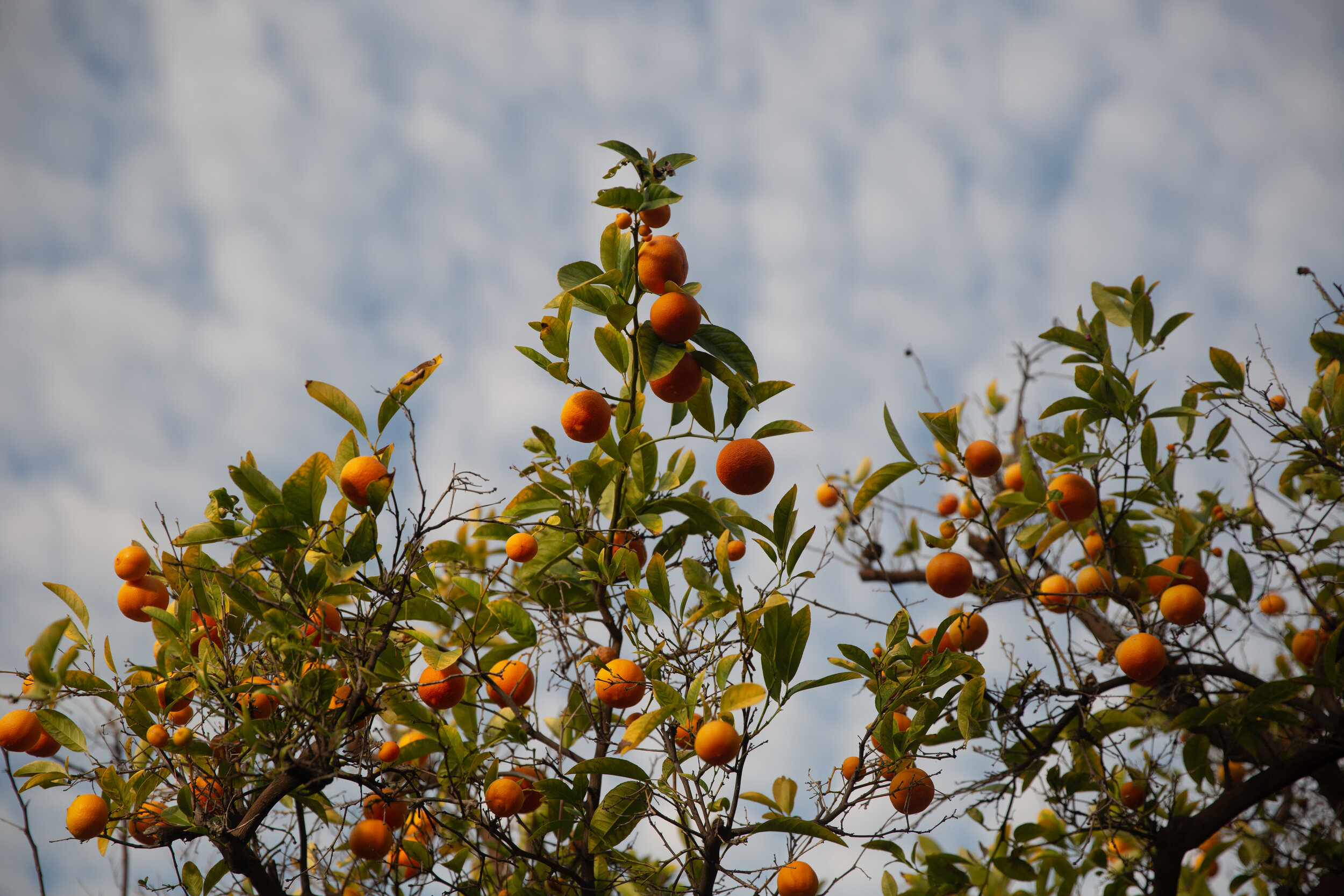  A blossoming orange tree in Los Angeles, CA 