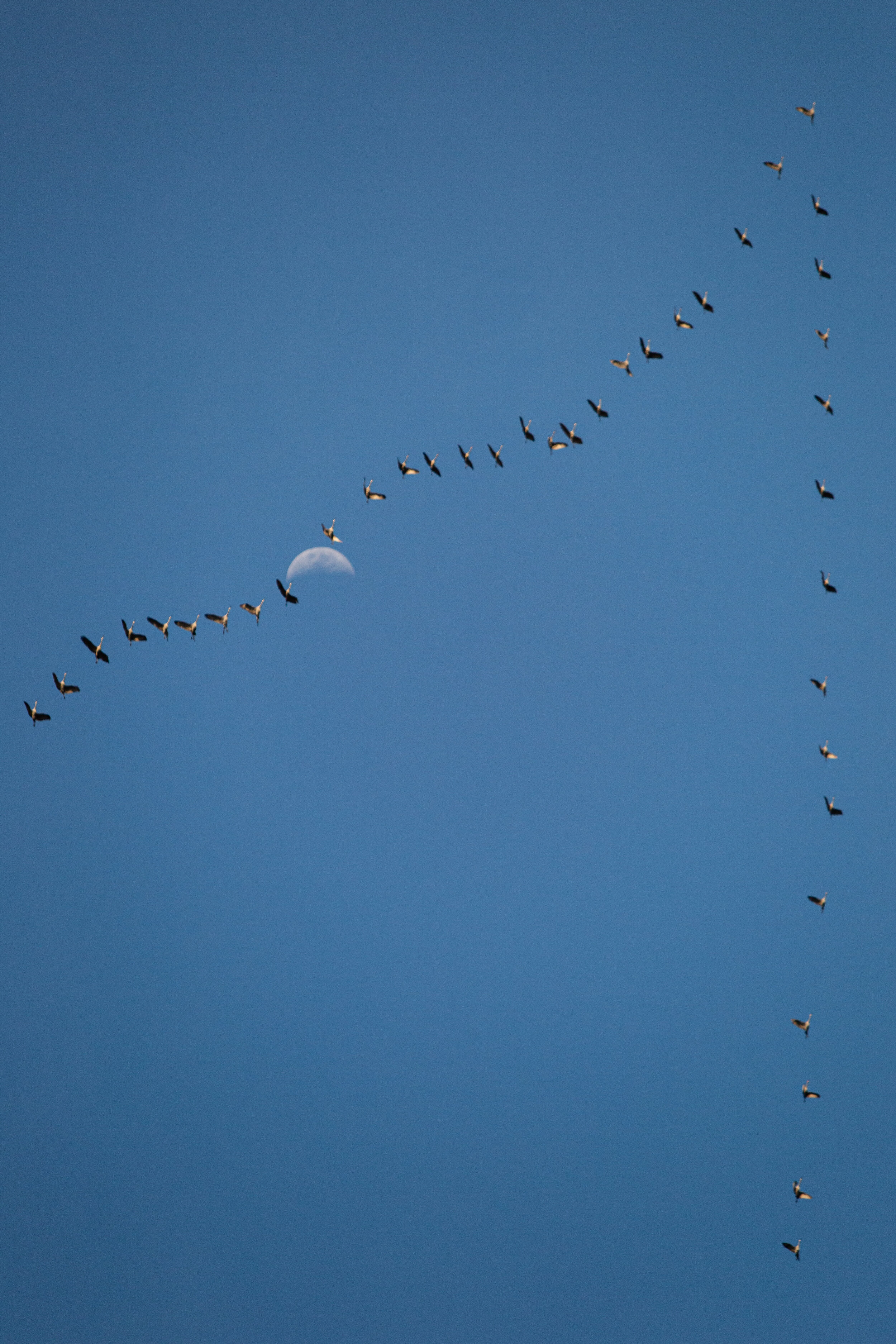 Migrating birds fly by the moon