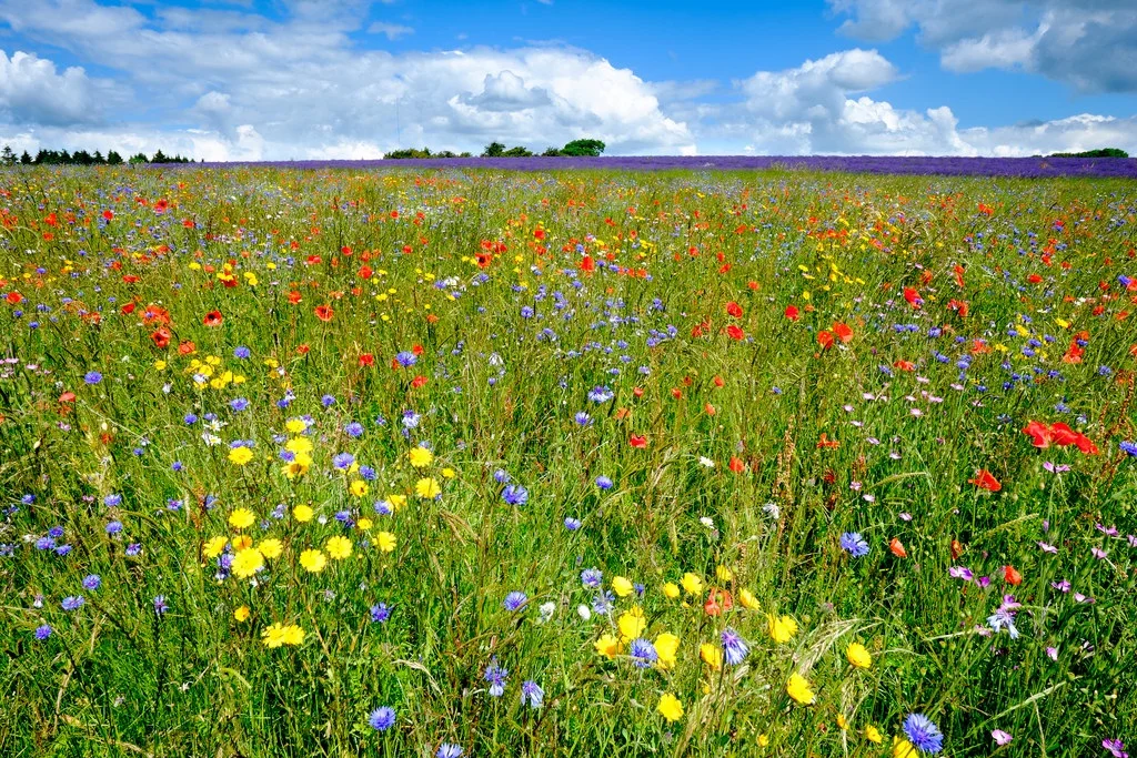 A colorful field of wildflowers under a bright blue sky with scattered clouds.