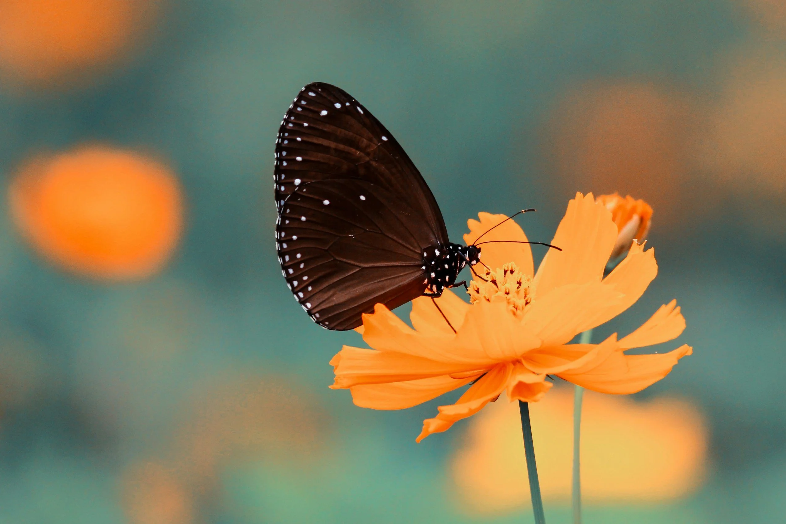 A black butterfly with white spots on its wings perched on an orange flower with a blurred background.