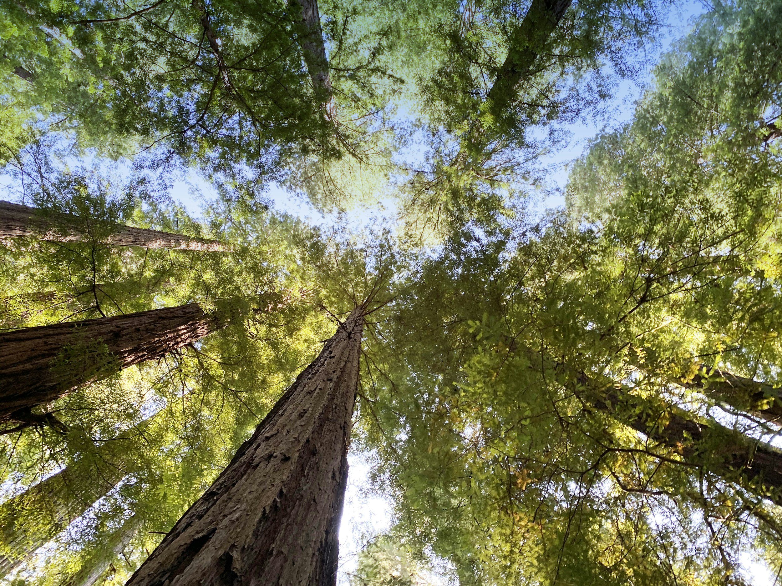 Looking up at tall trees with thick trunks and green leaves against a clear blue sky.