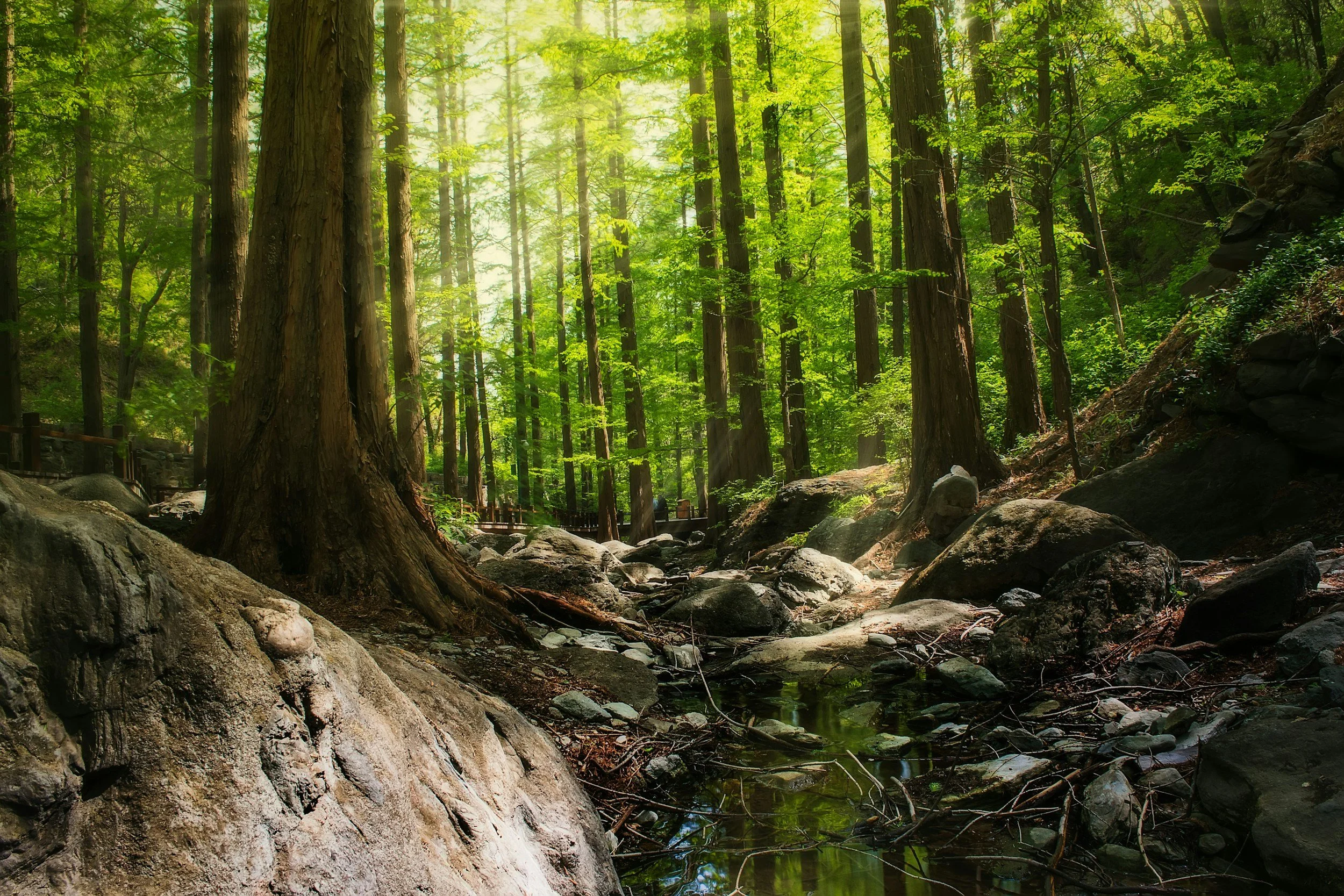 Sunlight filters through tall green trees in a dense forest, with a rocky stream flowing across the foreground.