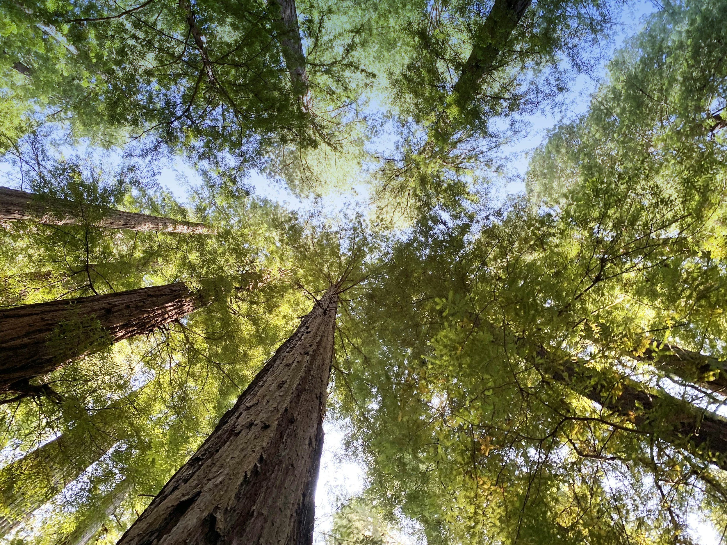 Looking up at tall trees with green leaves against a blue sky.