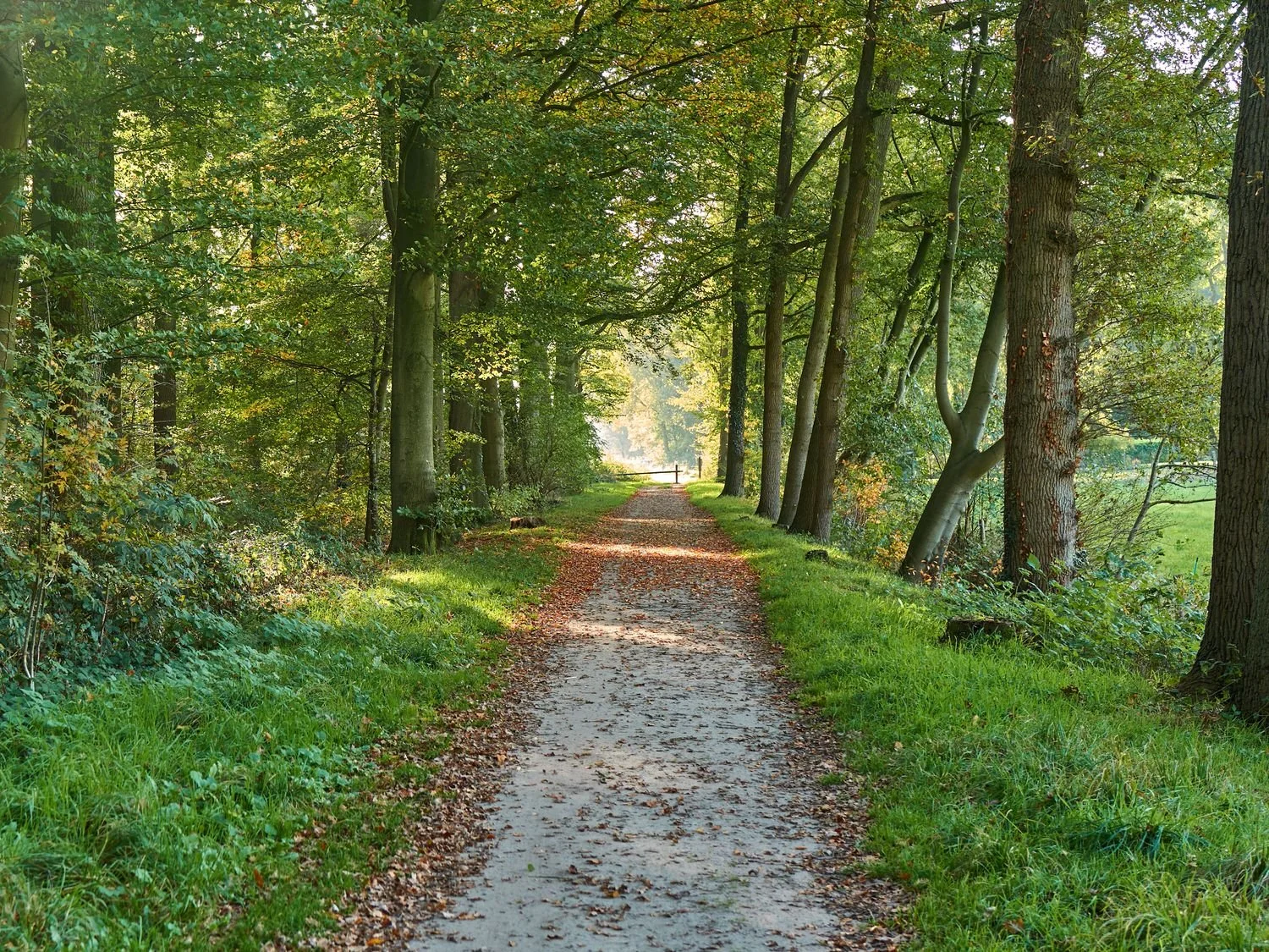 A dirt path through a dense green forest with trees on both sides and leaves scattered on the ground.