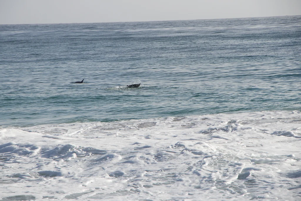 Can't go wrong with dolphins!!!