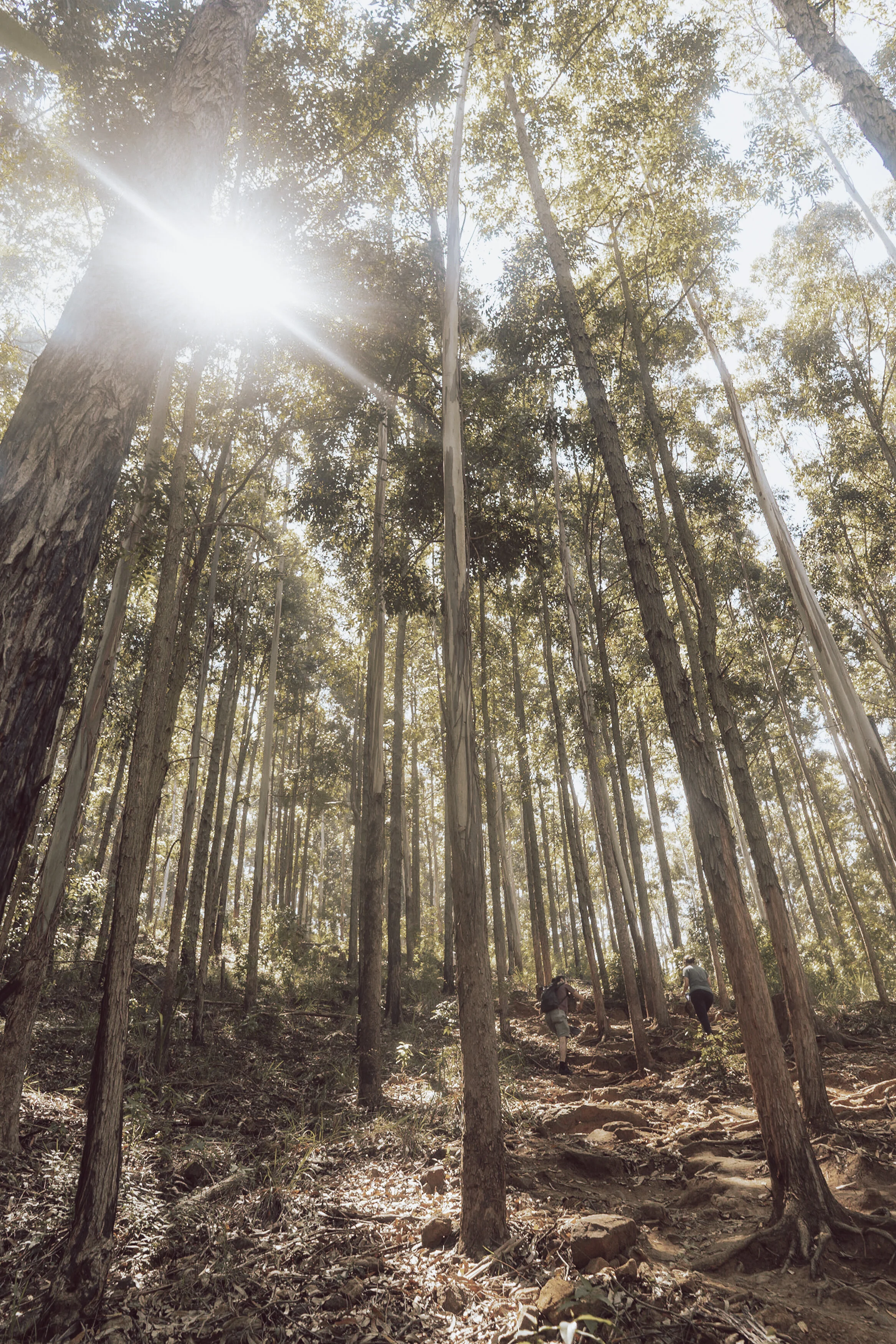 Gratis preset voor Lightroom en Lightroom Mobile