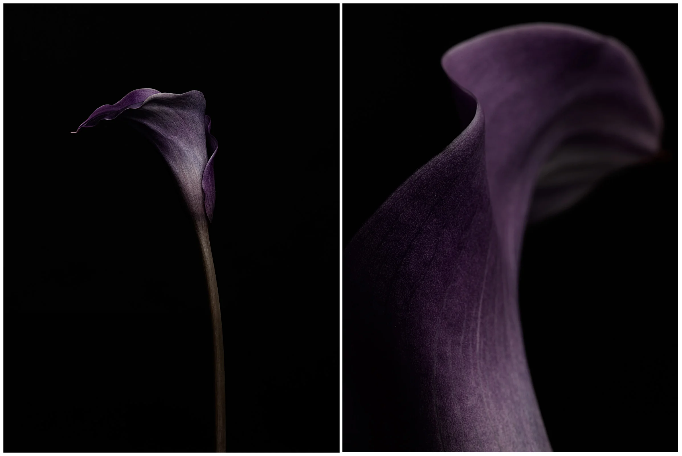 Flowers - Diptych III
