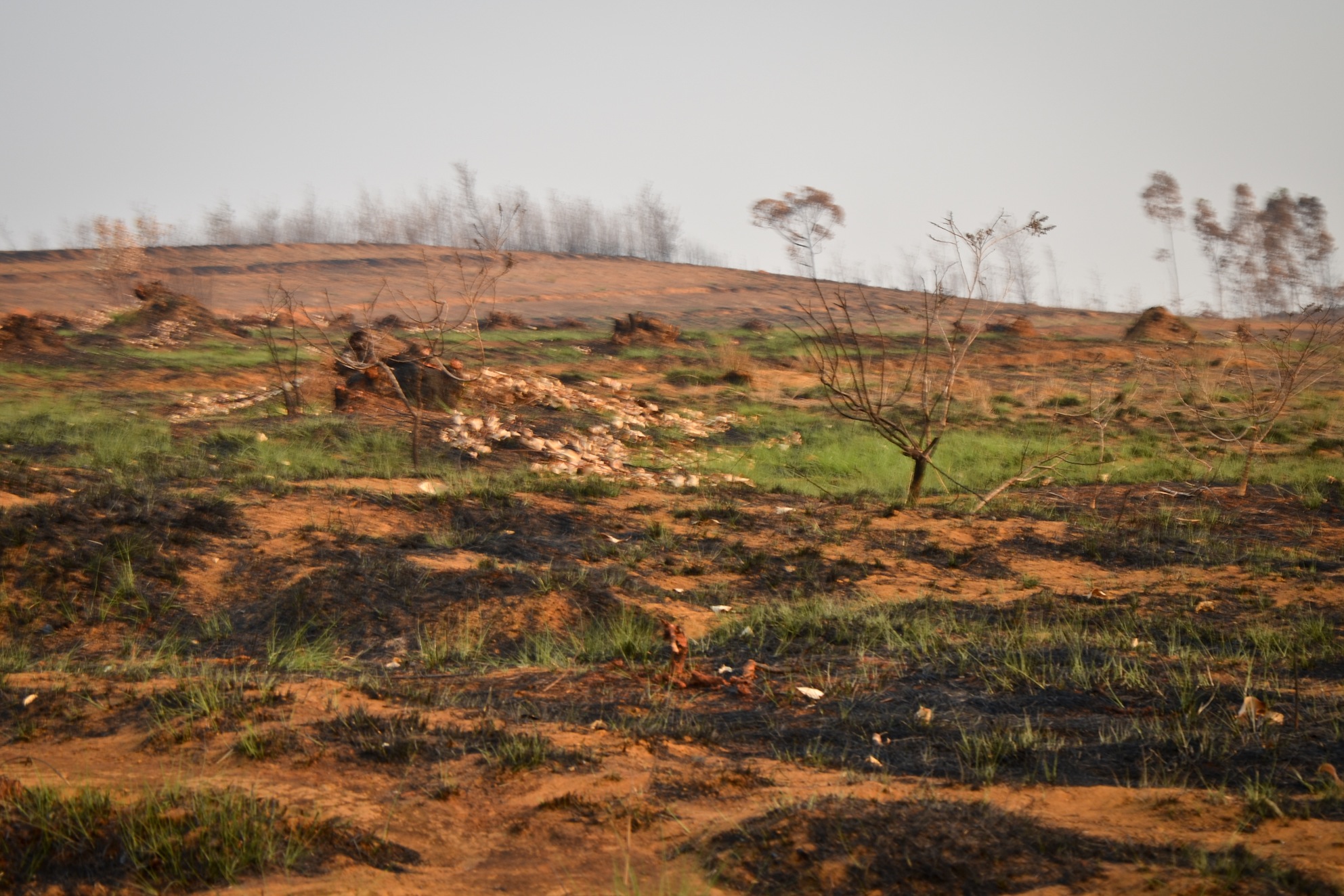 Small grass sprouts emerge from the ashes of a recently burned hillside. This is the traditional practice of doro-tanetry, the expansive burning of shrubbery prior to the rainy season to promote the growth of young, green grass sprouts for grazing zebu. Photo: Alizé Carrère