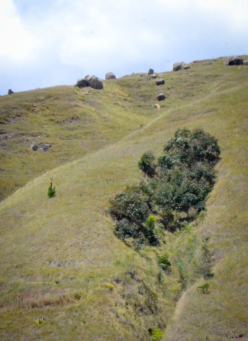 A smaller, older lavaka abundantly populated with trees. Photo: Alizé Carrère