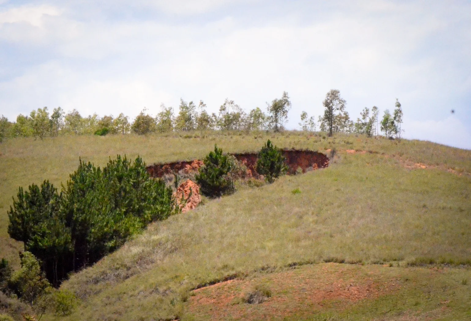 Healthy trees spring out of a lavaka. Photo: Alizé Carrère