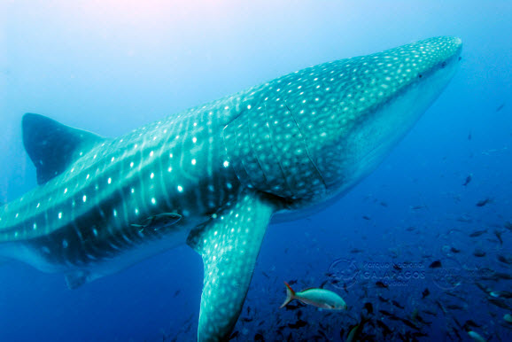 The whale shark, a slow-moving filter-feeding shark. (Photograph courtesy www.galapagospark.org)