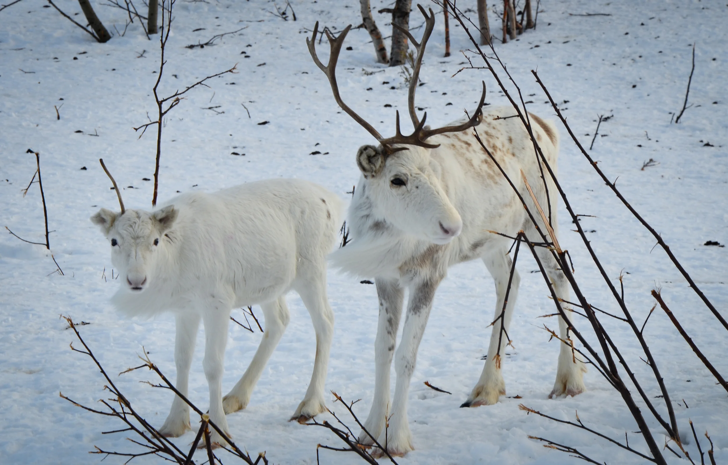 Reindeer herding is a cornerstone of arctic indigenous life across Scandinavia and Eurasia. Photo © Alizé Carrère