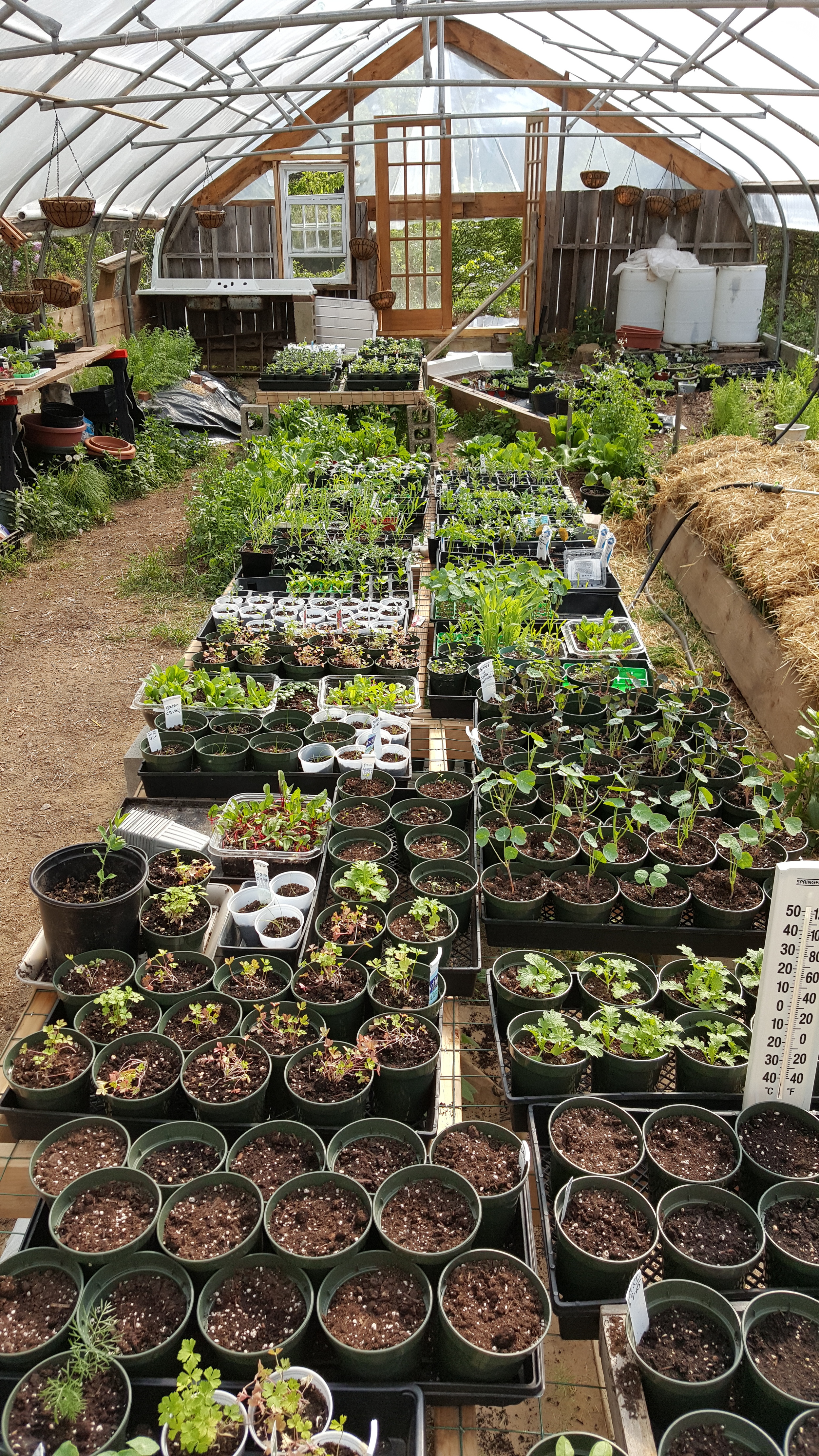 Greenhouse - Seedlings much?