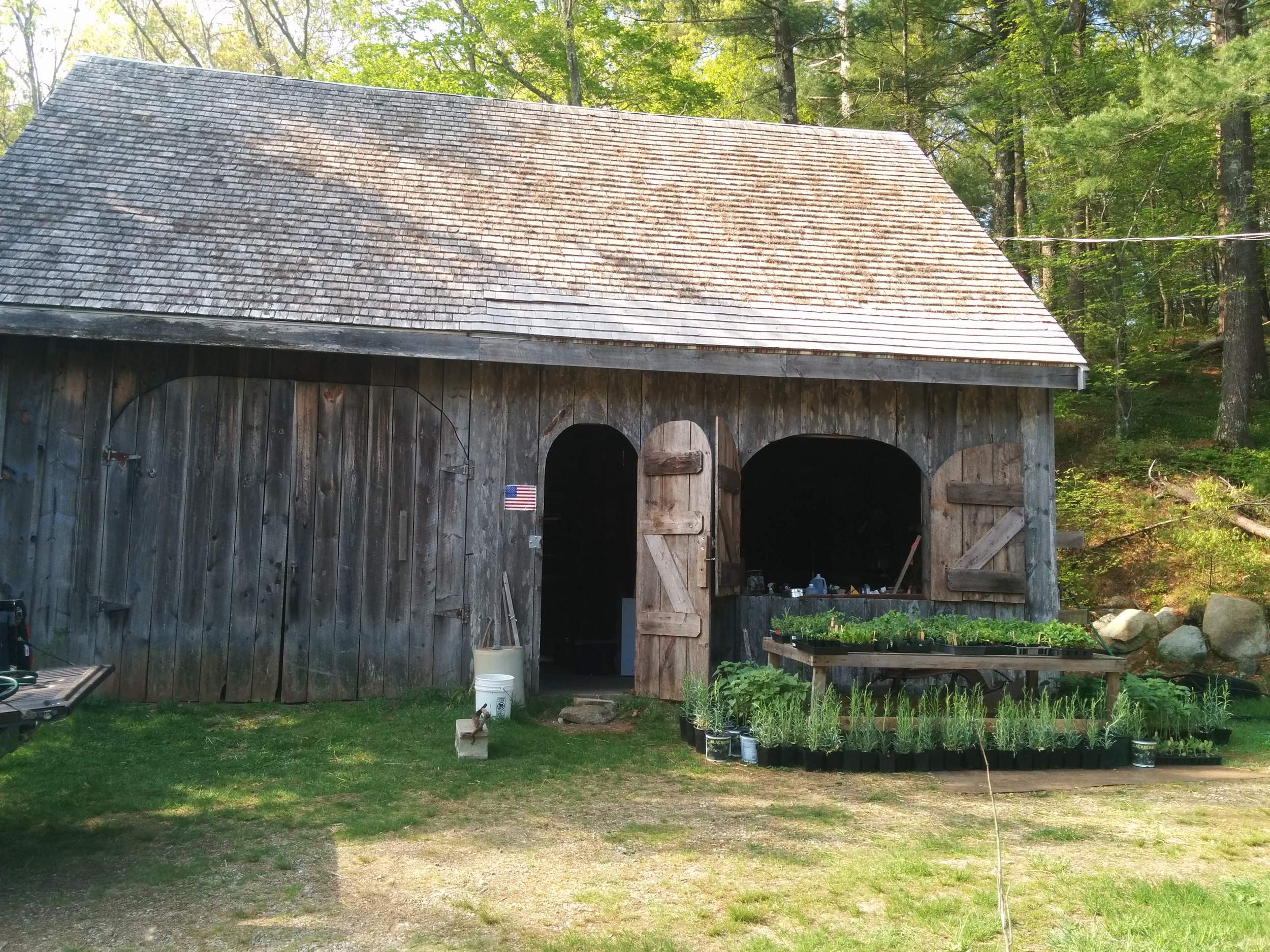 More seedlings en route from the barn.