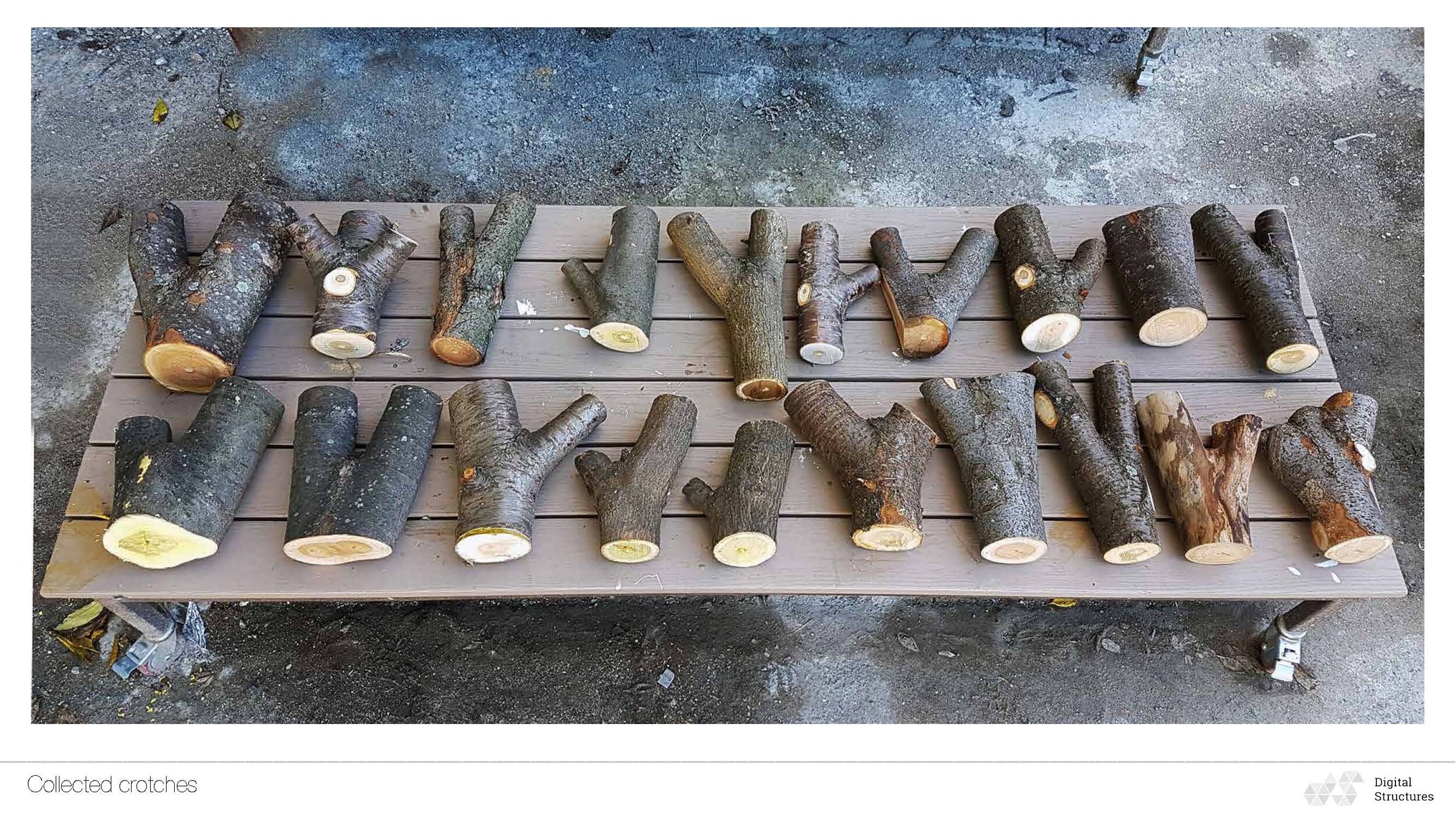 Harvested tree joints from SCGC. Photo Credit: MIT 