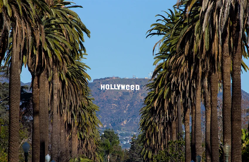 IMG_3389 hollyweed v1©.jpg