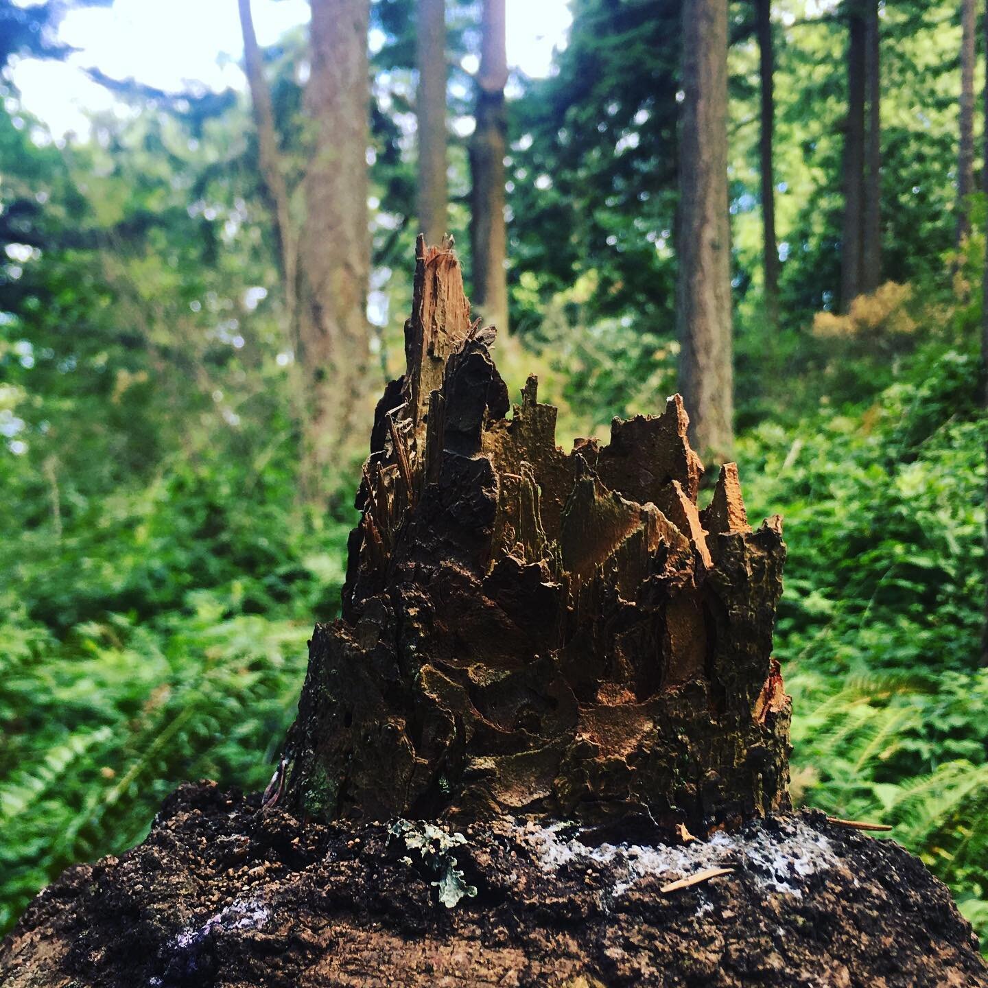 Lost crown? Ancient mountain village? Other thoughts @arborschool  kiddos? 

#nature #naturestudy #storytelling #schoollibraries #outdoored #forest #natureart #naturestories #childrensstories #tellingstories #curiosity #schoollibrarians #childrenslib