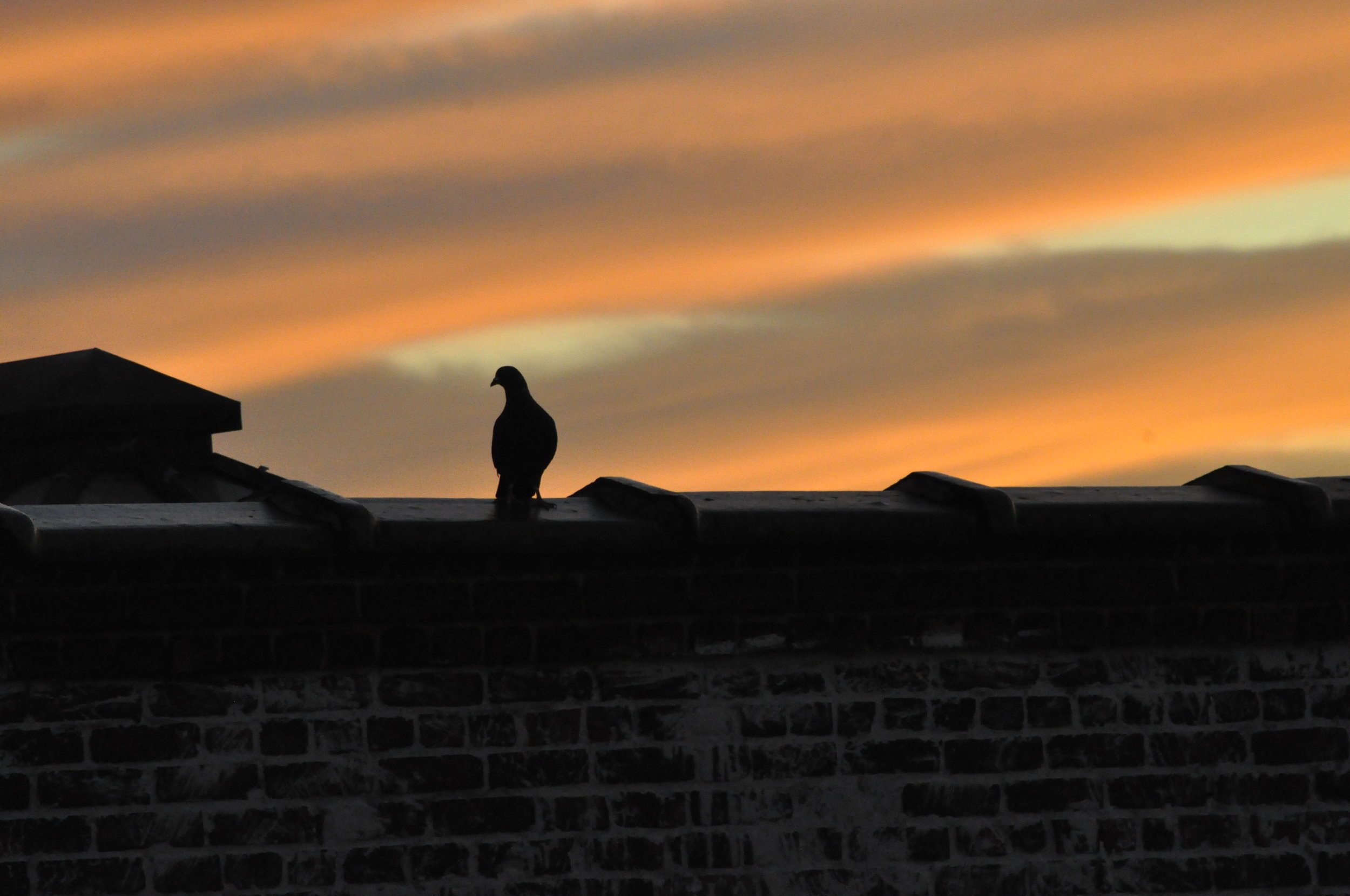 pigeon.jpeg
