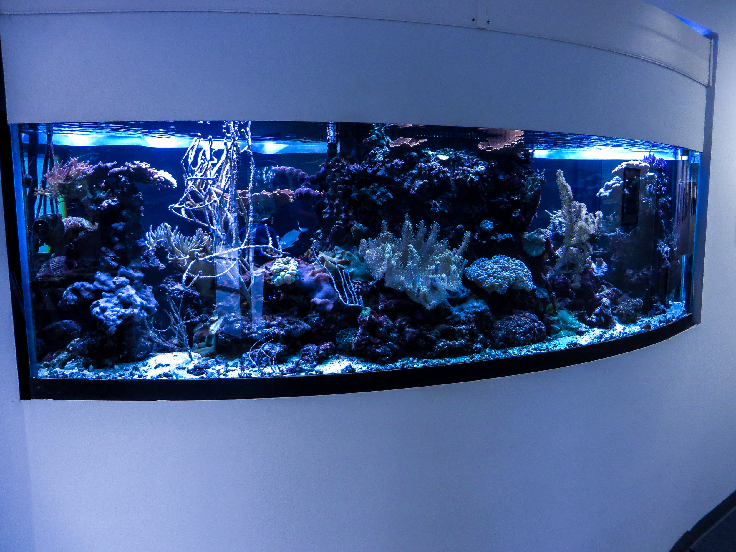 Tank 28-2019.jpg