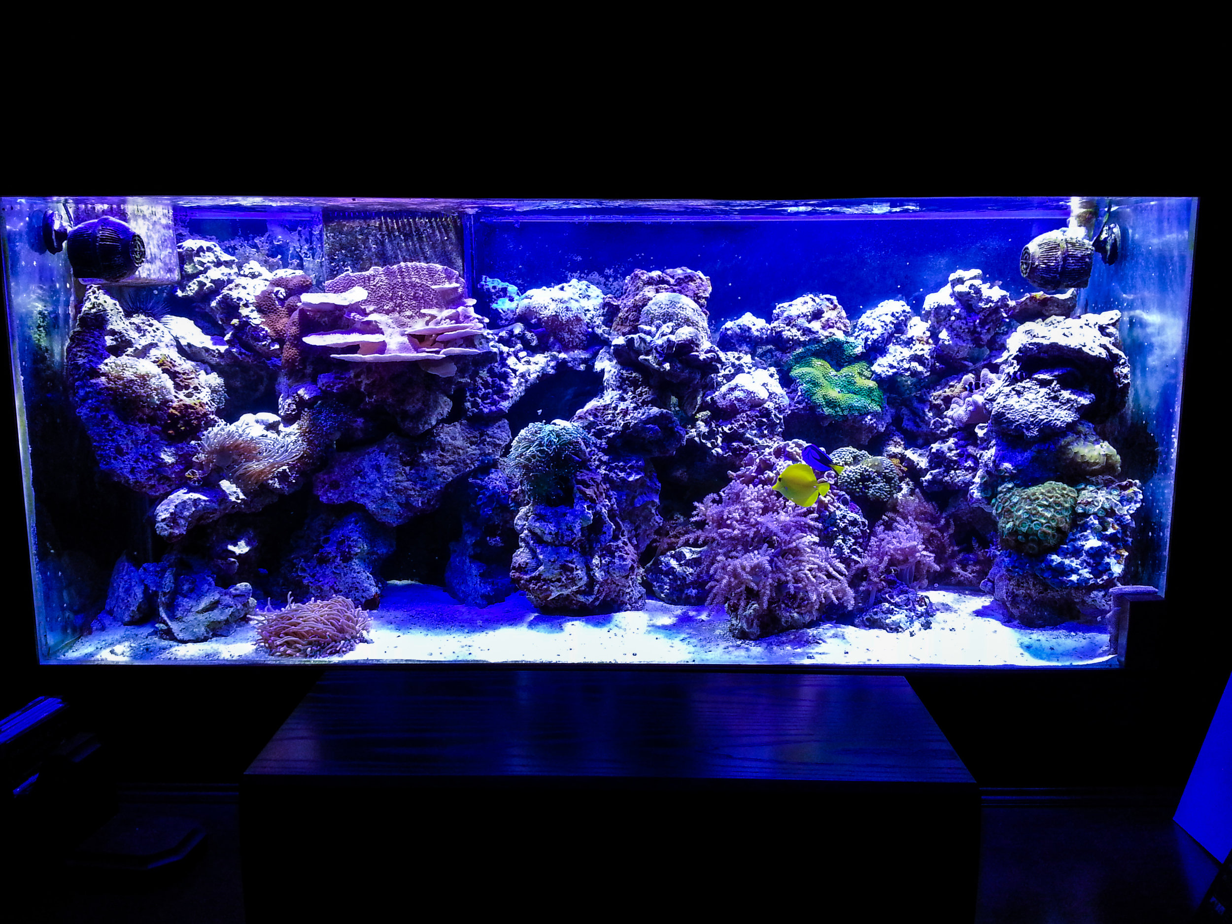 Tank 4-2019.jpg