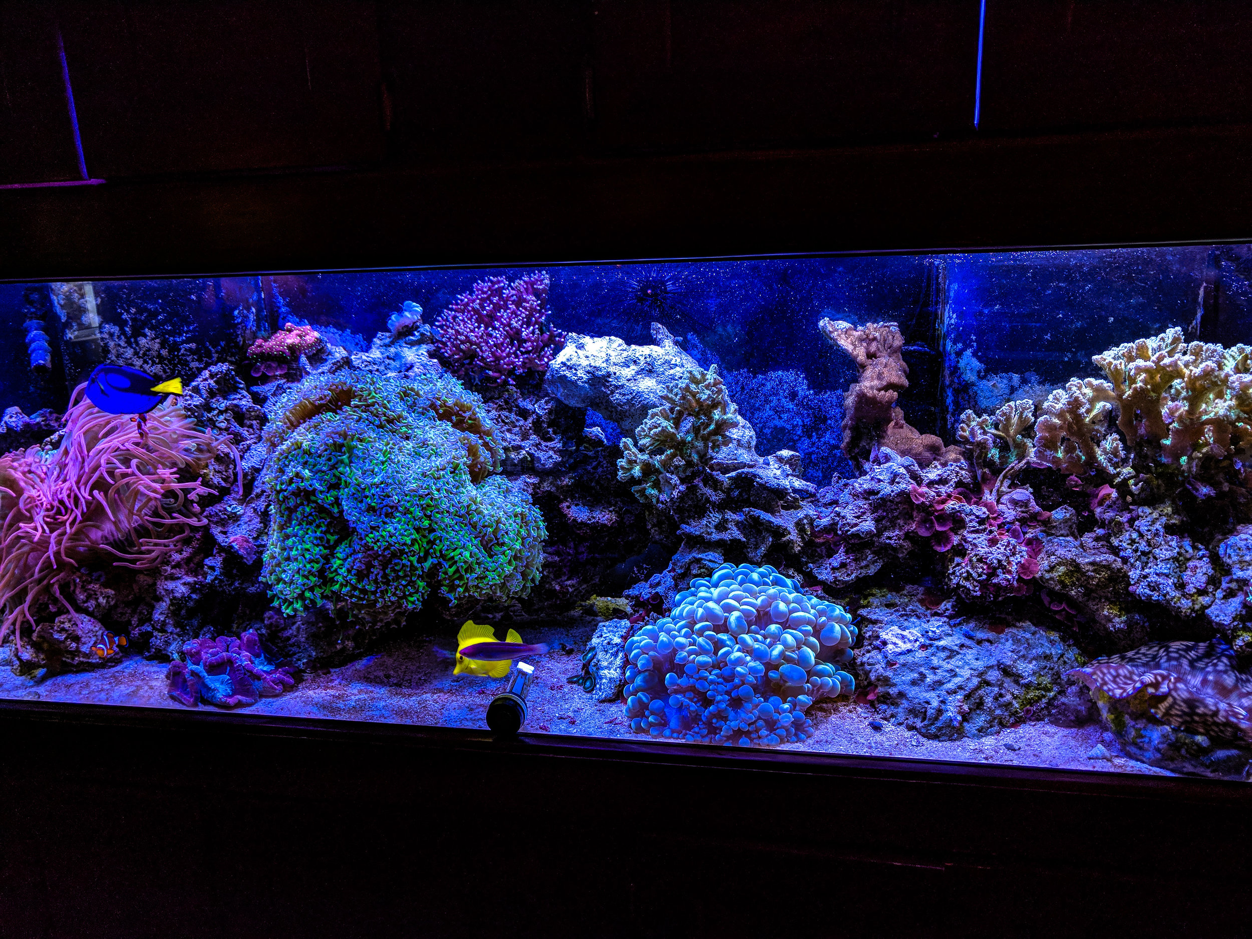 Tank 8- 2019.jpg