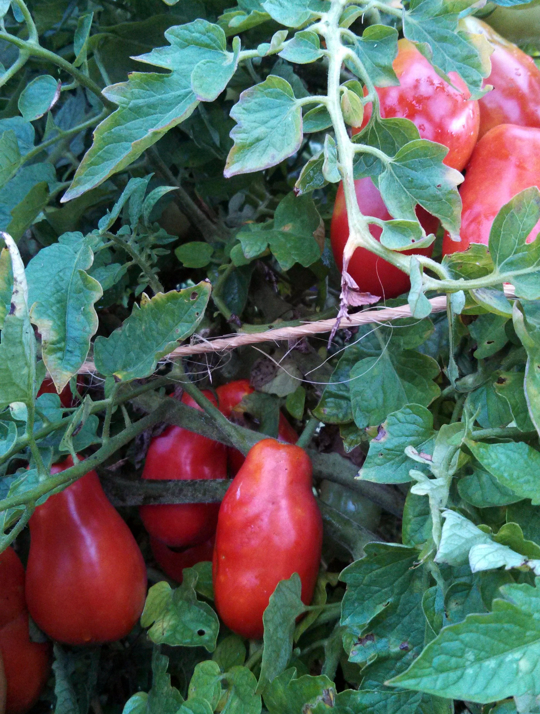 Deep-Spring-Farm-Tomatoes-July-2017.jpg