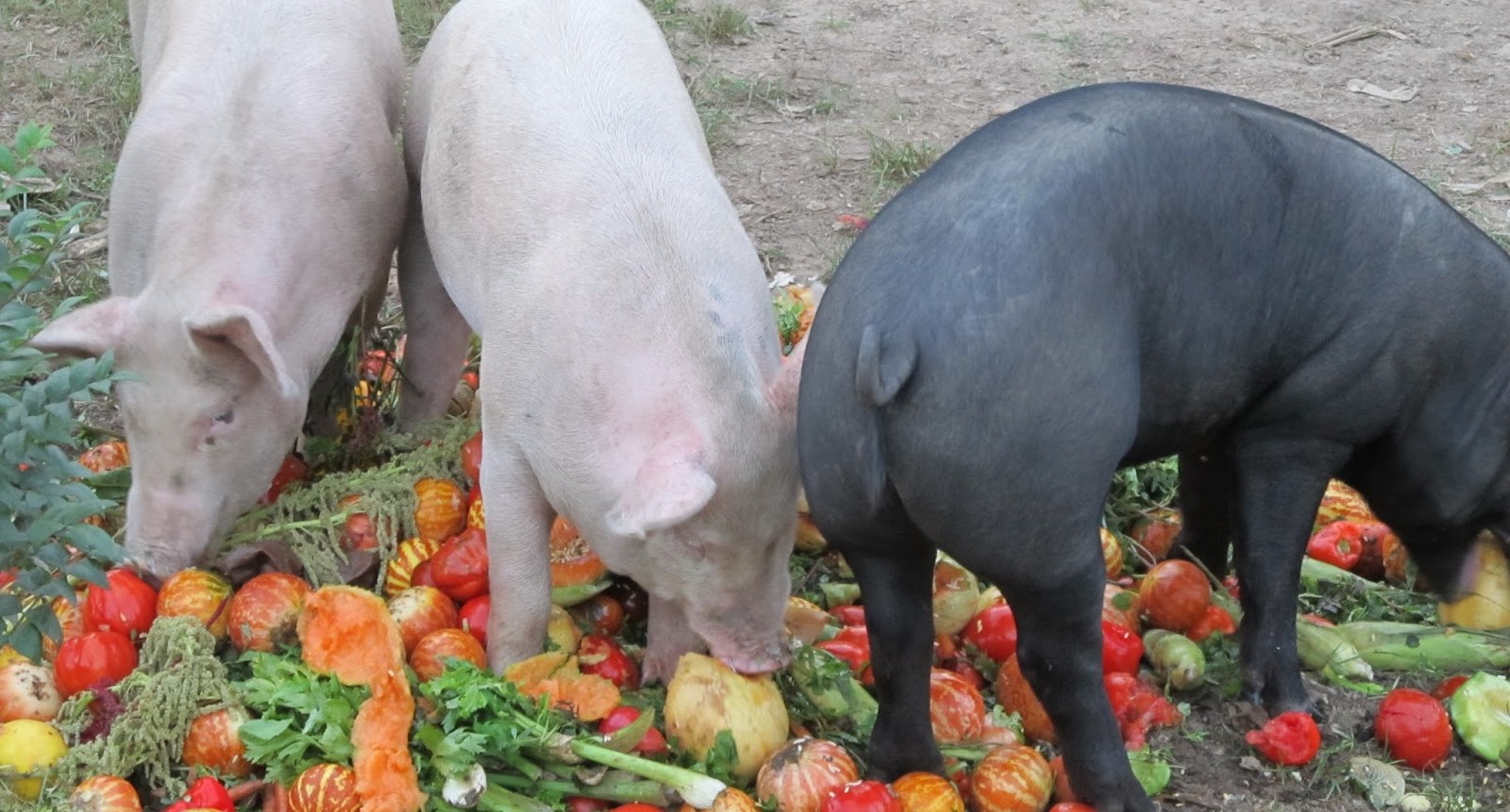 Pigs-eating-compost-8.jpg