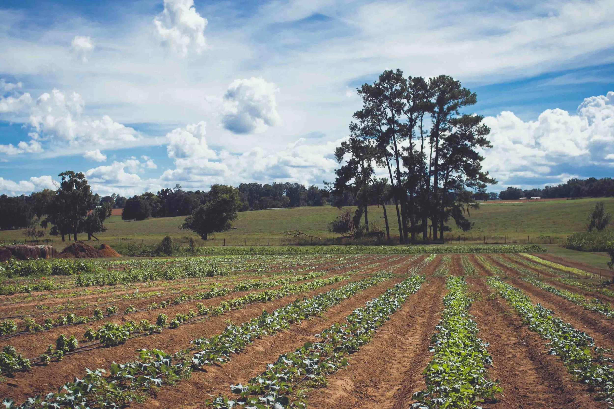 farm 1.jpg