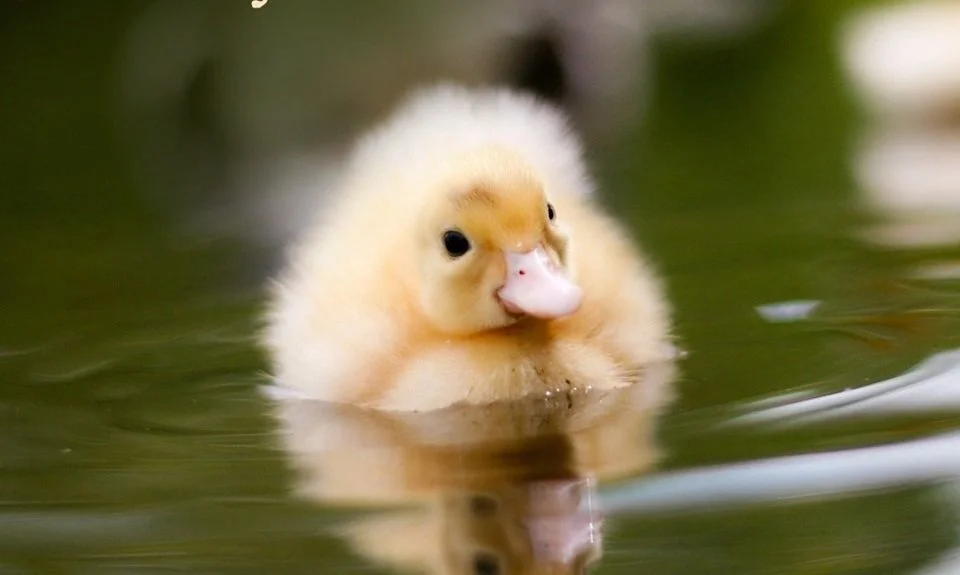 A Love Letter to the Anxiously Attached Part 3