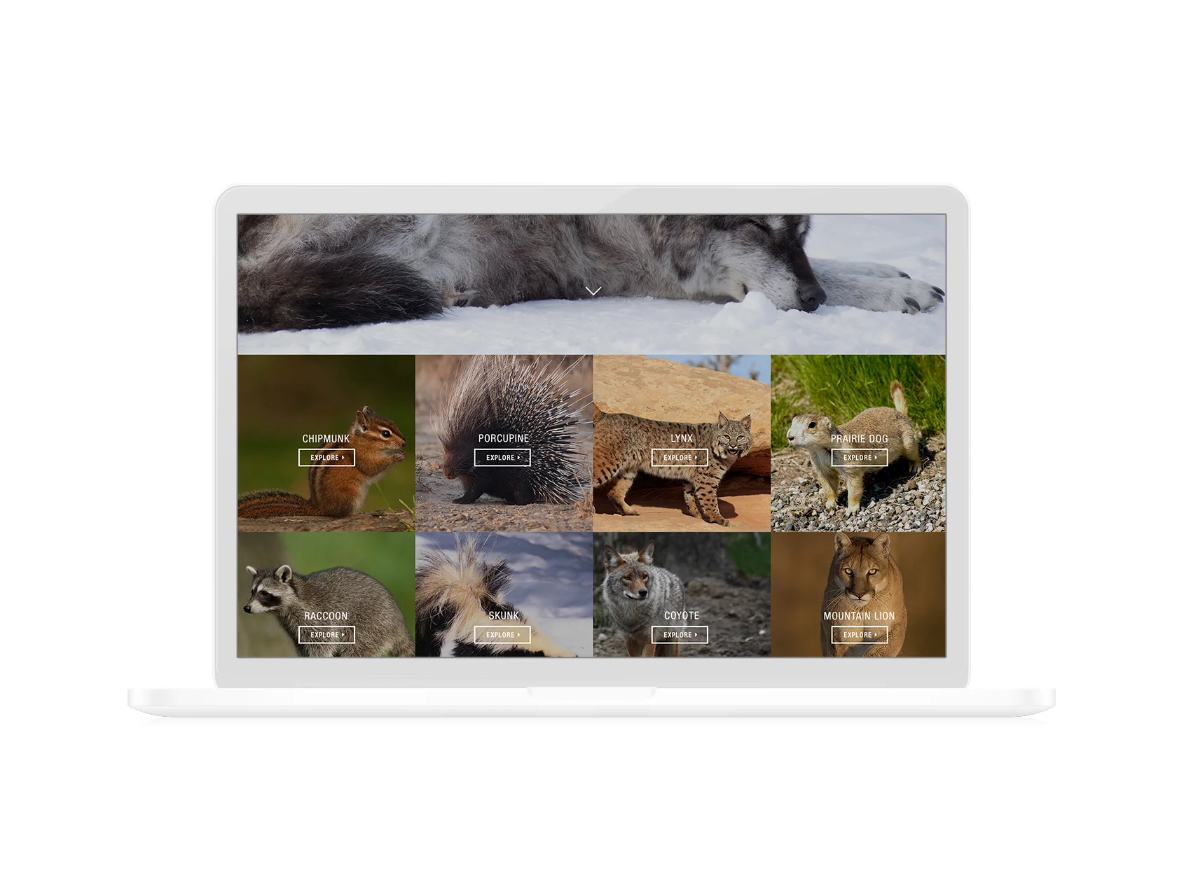 MACBOOK_mt_paws_2.jpg
