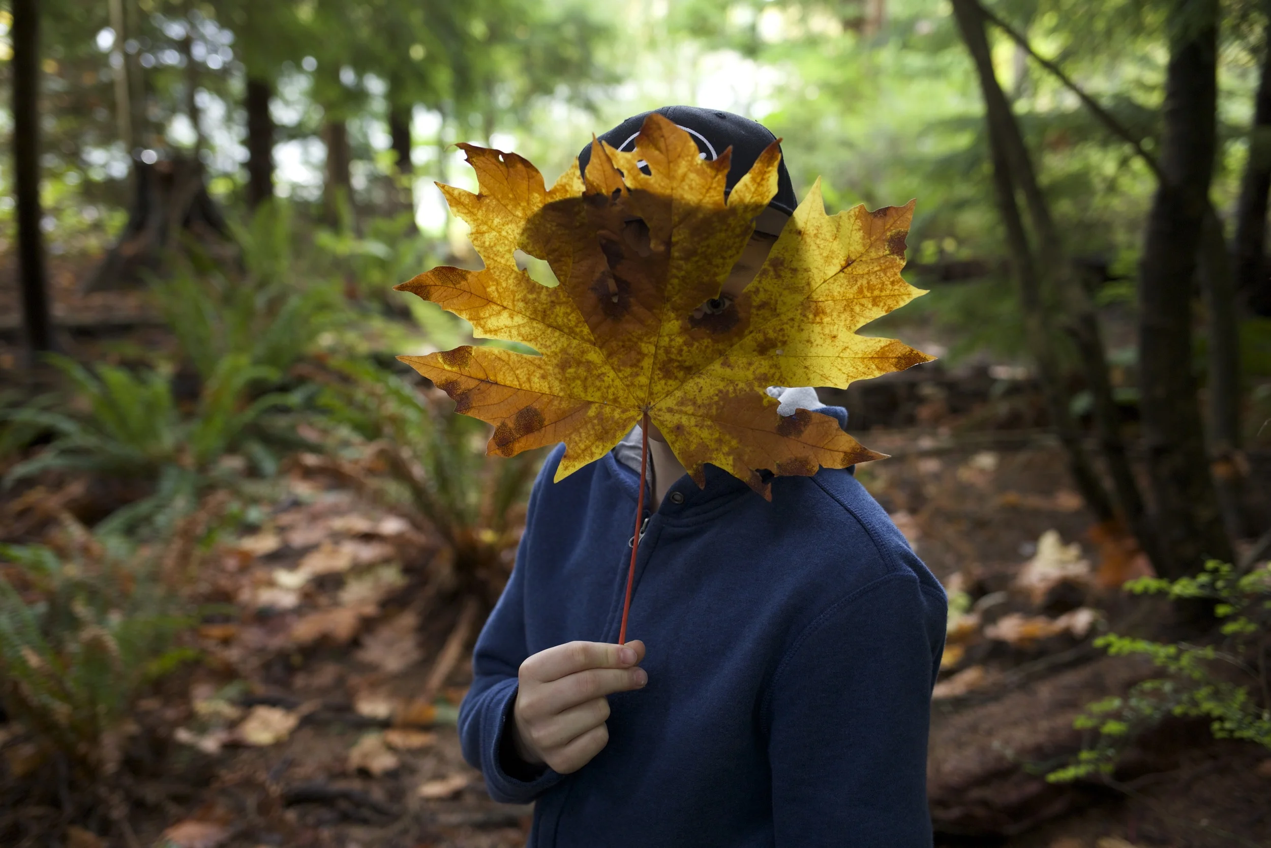 Leaves are Fallin' All Around