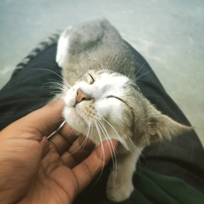 GIVING THANKS, GRATITUDE AND POSITIVE MENTAL HEALTH