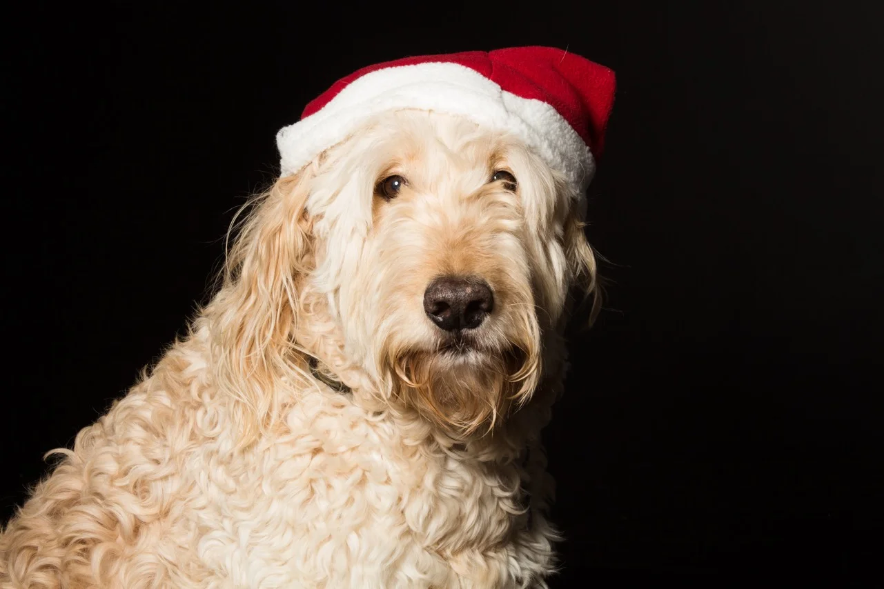 Holiday Family Survival Guide