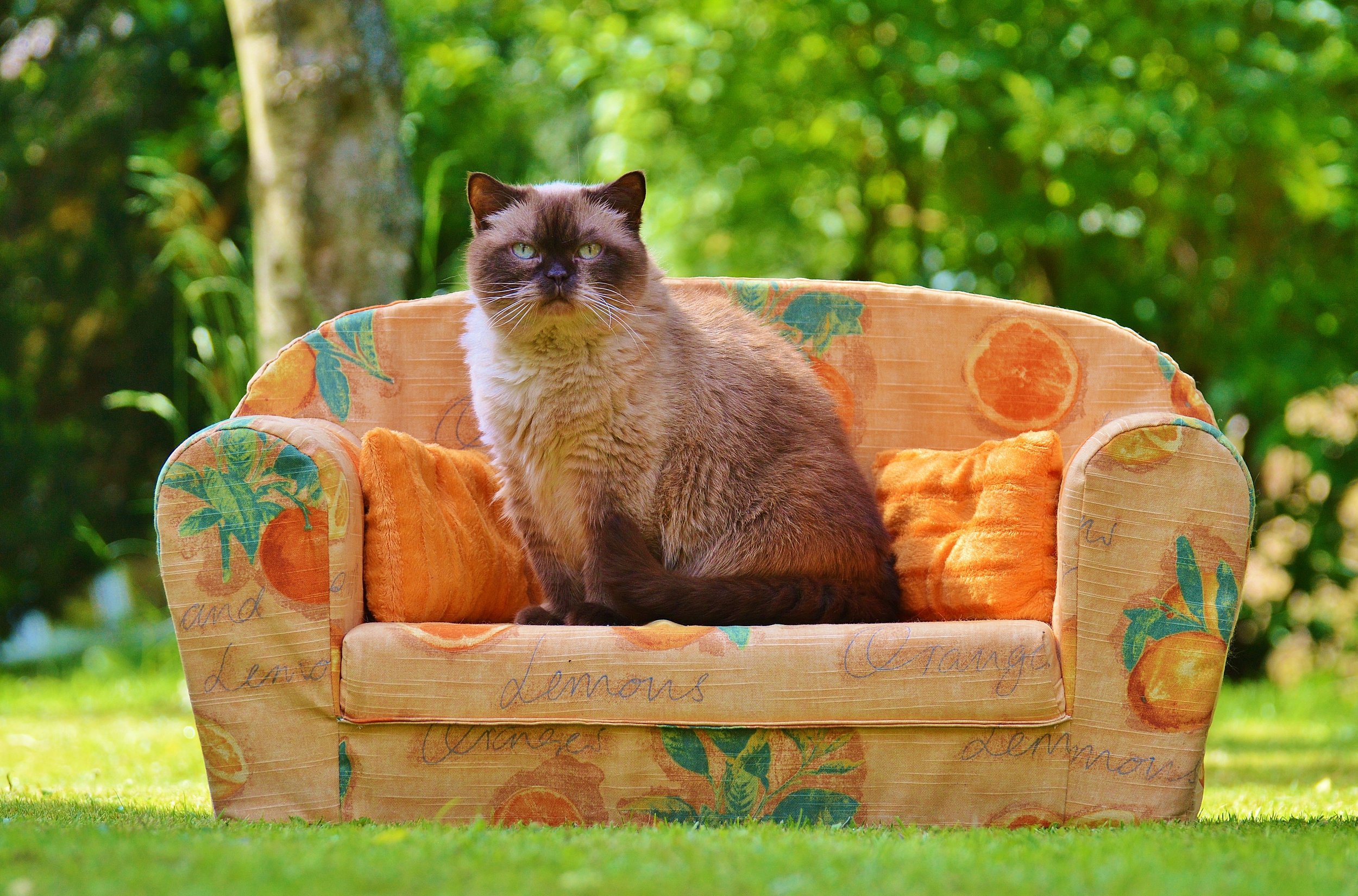 Self Esteem Cat.jpg