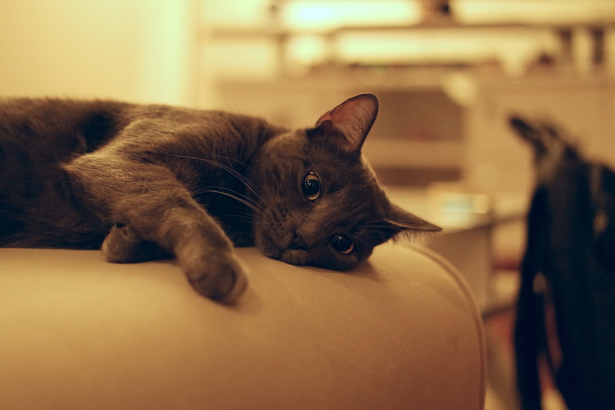 Cat on Couch.jpeg
