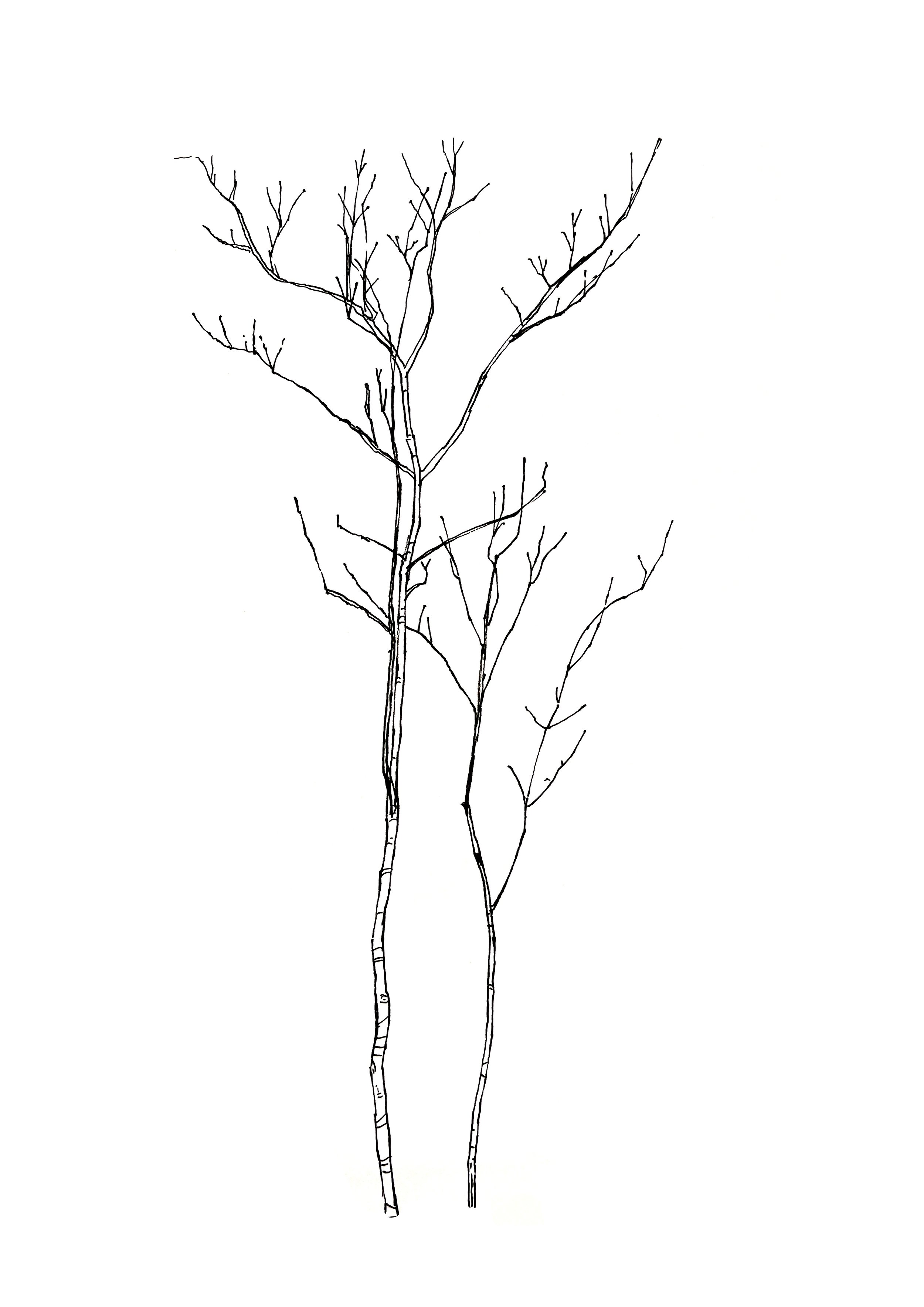 branches.jpg