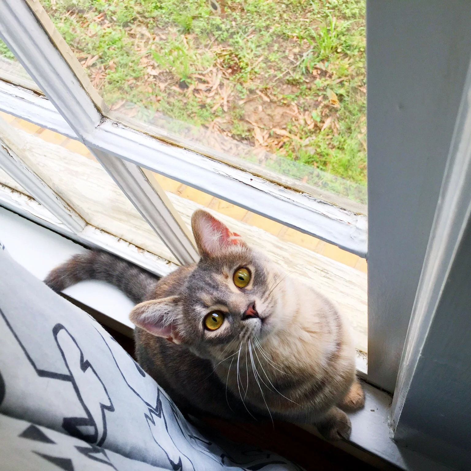 Don't forget about our most import member of our family! Our darling Créma has been a handful lately, but just look at that FACE!