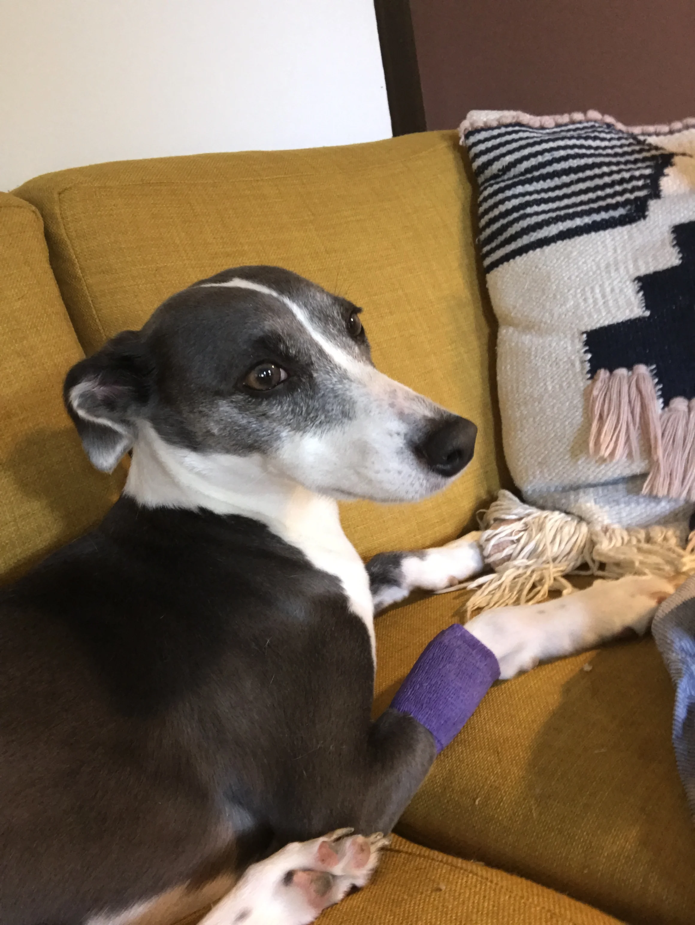 What A Week — What Happened to Evie?