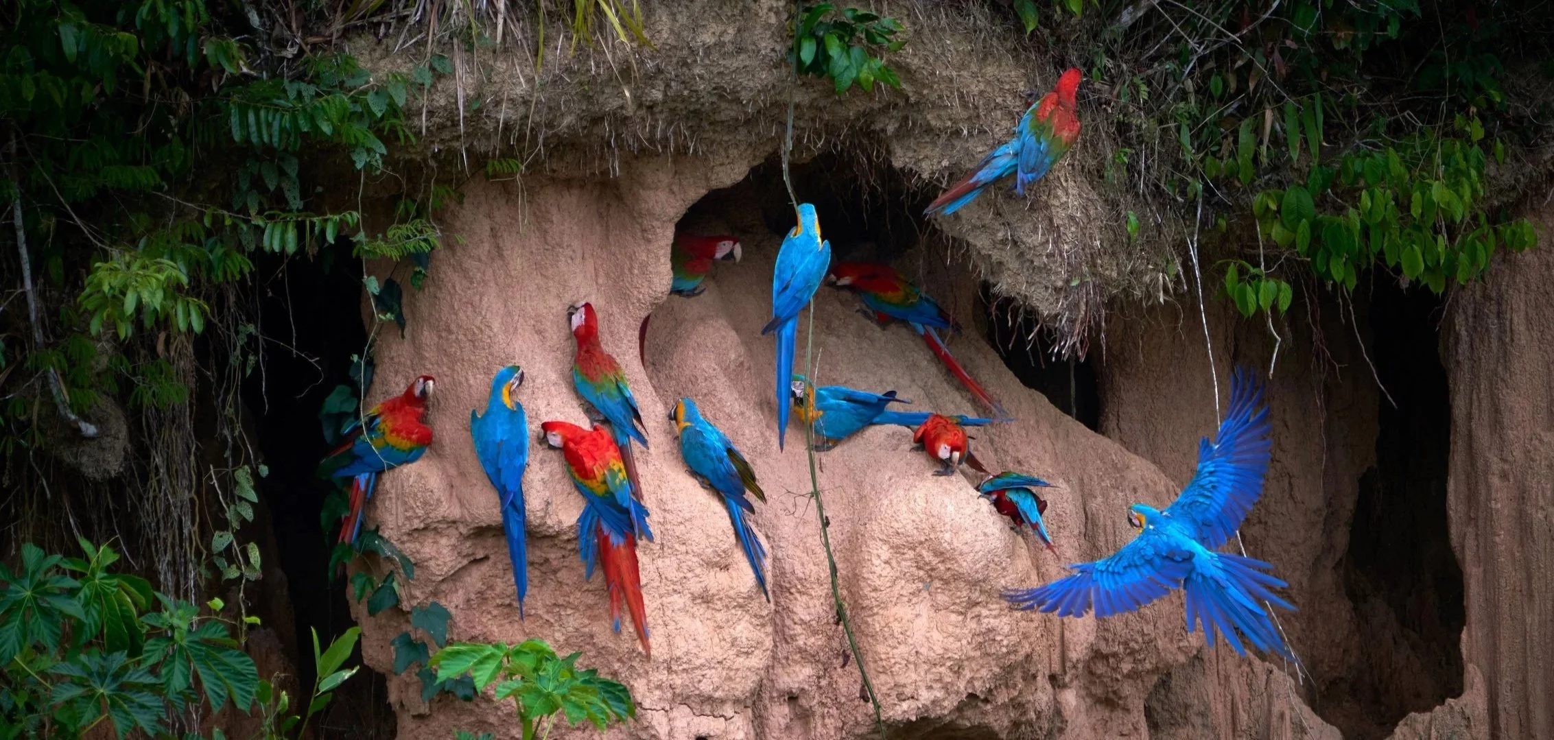 RainforestExpeditions Peru Rainforest Macaws Clay Lick.jpg