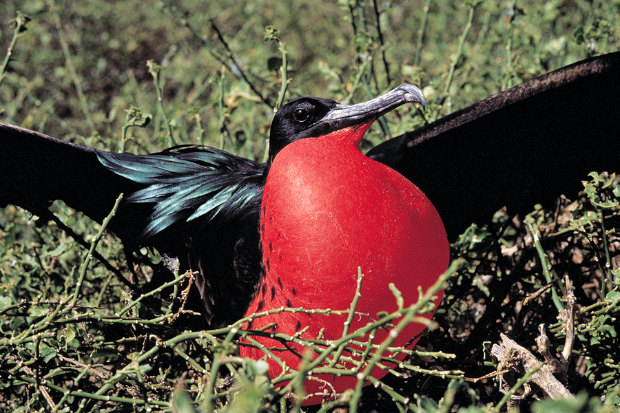 Frigatebird