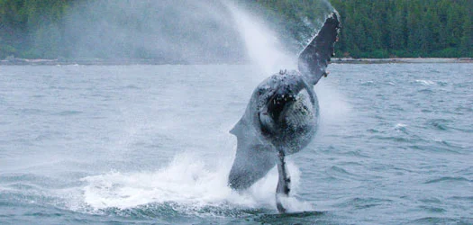 Alaska's Inside Passage by Yacht