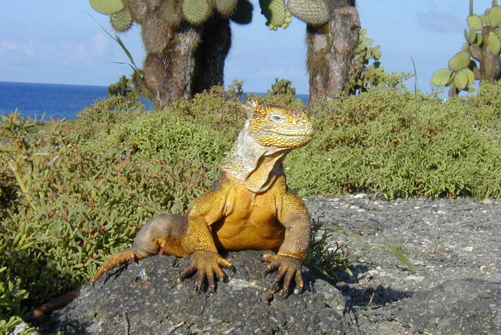Land Iguana