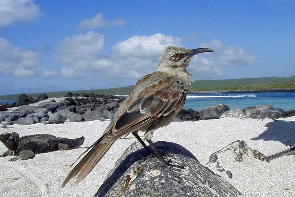 Hood Mockingbird