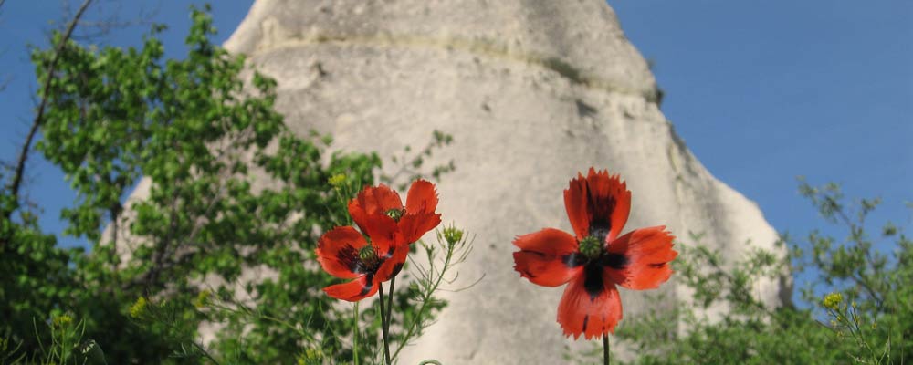 Red poppies against the unique geological formations of Cappadocia