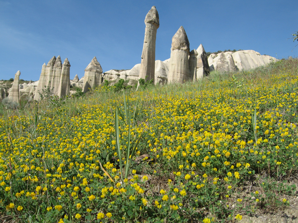 Fairy chimneys and a field of wild flowers
