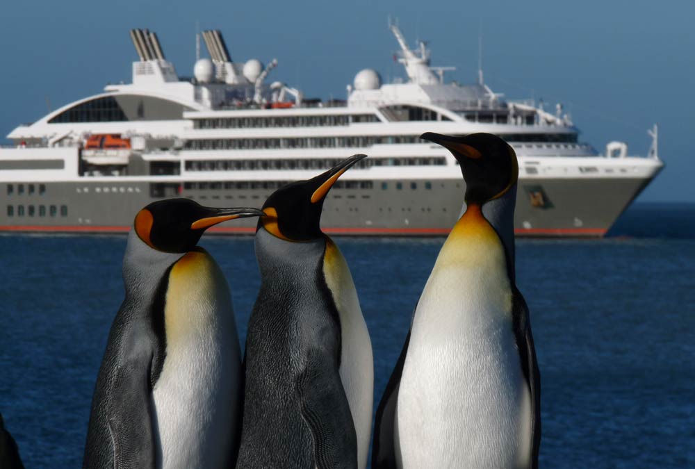 King penguins greeting the arrival of Le Boreal. Photo: A&K