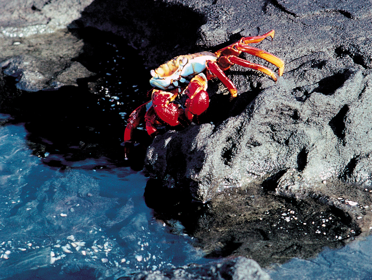 Sally Lightfoot crab