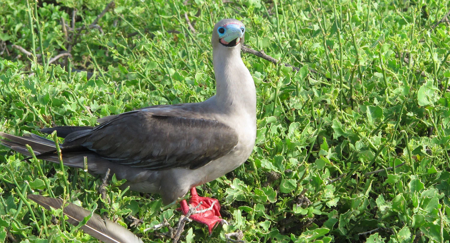 Red-footed Booby on Genovesa